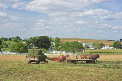 harvesting grass on an amish farm in lancaster county