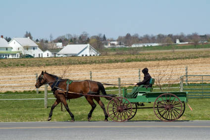 amish market buggy