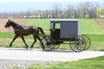 amish family buggy